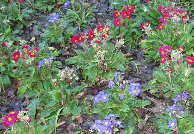 Photo (c) J.G. Betts Red and blue primulas