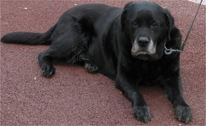 Old Labrador with grey muzzle lying on pavement