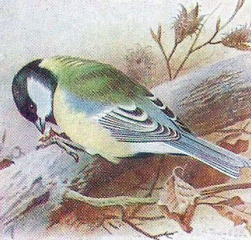 Great Tit by Archibald Thorburn Painting of Great Tit on log facing left