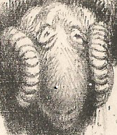 Ram's Head Stylised ram's head