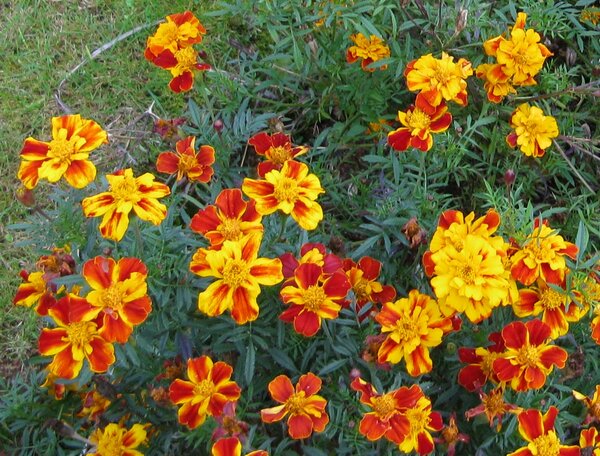 Photo (c) J. G. Betts African marigolds