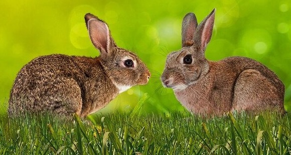 Image by Gerhard G. from Pixabay Two rabbits facing each other