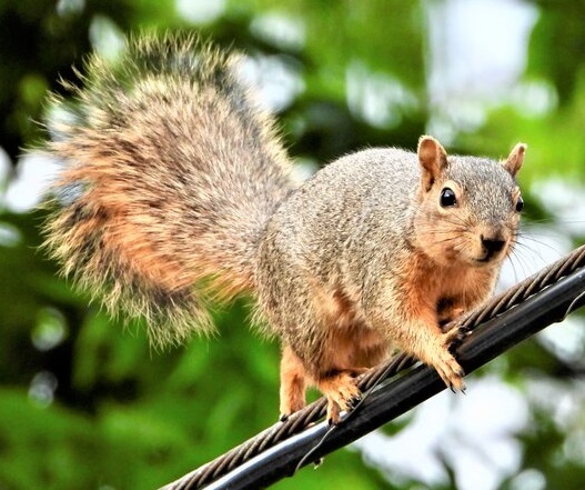 Squirrel facing right on wire. Gret with some red underneath