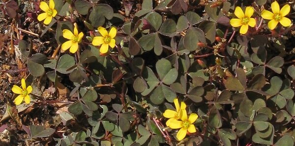 Seven small vetch flowers among dark leaves