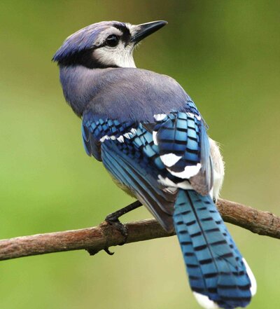 Blue jay. .Pexels American blue jay from rear head looking right