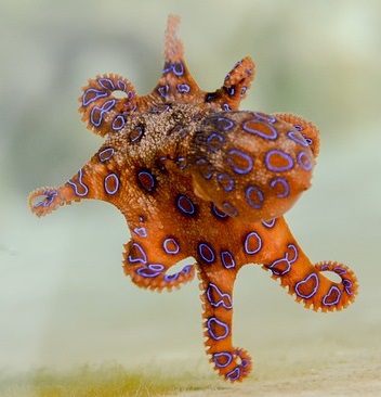 Image by Penny from Pixabay Small blue-ringed octopus swimming
