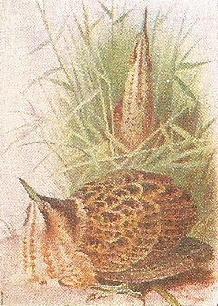Painting by Achibal Thorburn Bittern on ground in oeround. Bittern with neck and bill pointing upwards in background among reeds