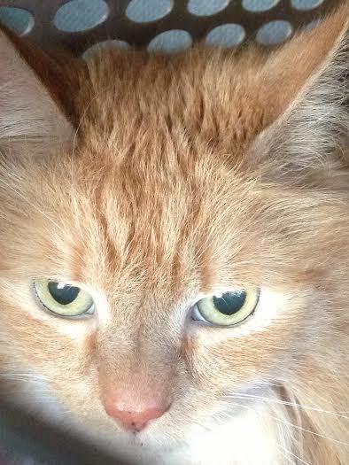 Photo (c) Felicia Nimue Ackerman Ginger cat's face