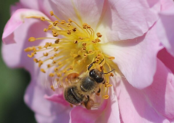 Photo (c) Peggy Verrall Bee on pink flower
