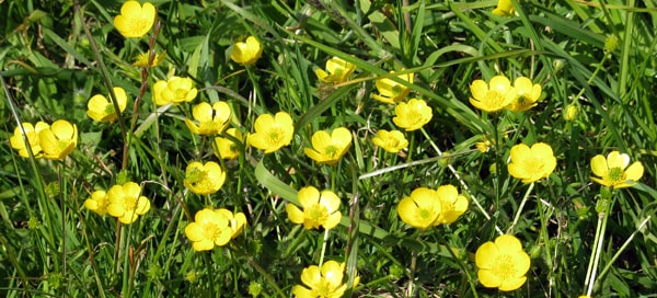 Buttercups in bloon