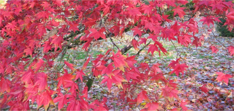 Red leaves on wall