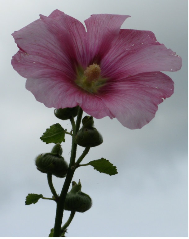 Pale magenta hollyhock  bloom