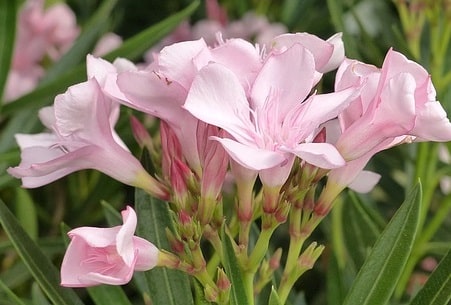 Flowers of Nerium oleander Pale pink oleander flowers